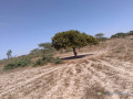 verger-de-17-hectares-vers-darou-khoudoss-tivaouane-small-0