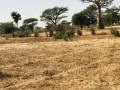 terrain-agricole-de-455-hectares-vers-thienaba-thies-small-1