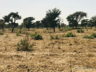 Terrain Agricole de 4,55 Hectares vers Thiénaba Thiès