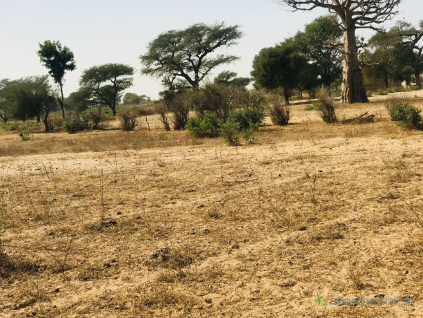 terrain-agricole-de-455-hectares-vers-thienaba-thies-big-1