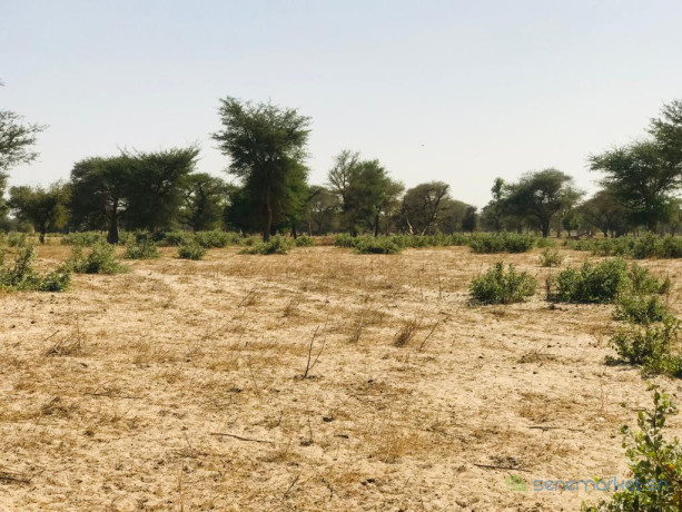terrain-agricole-de-455-hectares-vers-thienaba-thies-big-3