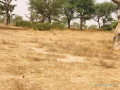 terrain-agricole-de-247-hectares-vers-thienaba-thies-small-3