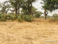 terrain-agricole-de-247-hectares-vers-thienaba-thies-small-2