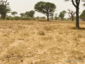 terrain-agricole-de-247-hectares-vers-thienaba-thies-small-1