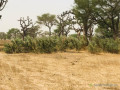 terrain-agricole-de-247-hectares-vers-thienaba-thies-small-0