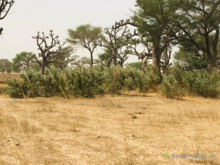 Terrain Agricole de 2,47 Hectares vers Thiénaba Thiès