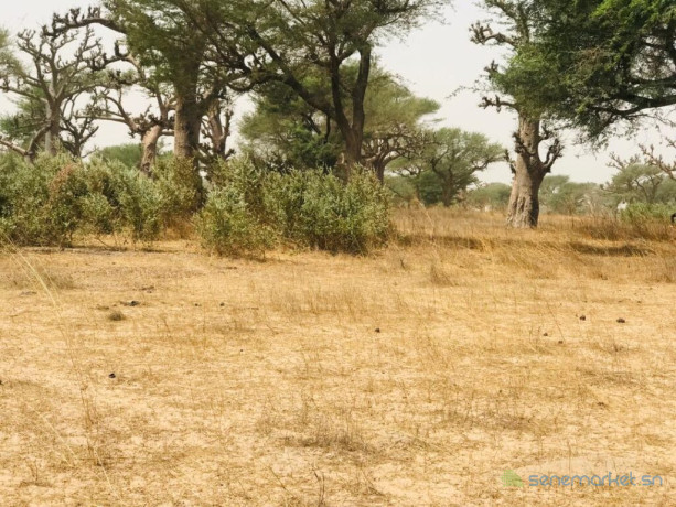 terrain-agricole-de-247-hectares-vers-thienaba-thies-big-2