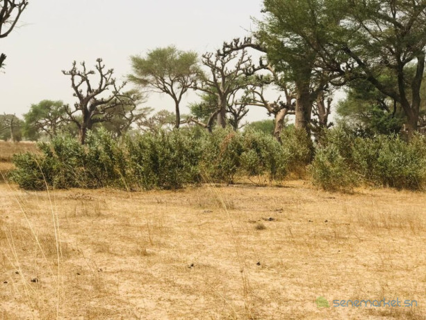 terrain-agricole-de-247-hectares-vers-thienaba-thies-big-0