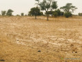 terrain-agricole-de-181-hectare-vers-keur-samba-kane-bambay-small-1