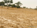 terrain-agricole-de-181-hectare-vers-keur-samba-kane-bambay-small-2