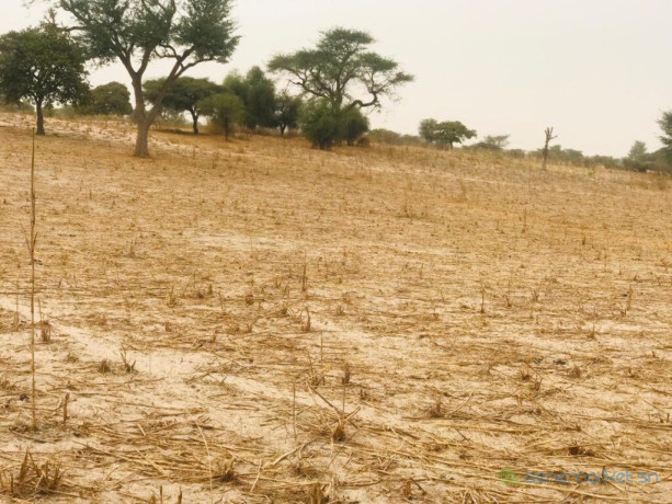 terrain-agricole-de-181-hectare-vers-keur-samba-kane-bambay-big-2