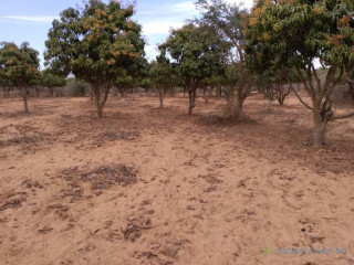 Verger de 2 733 m² vers Notto Gouy Diama Tivaouane