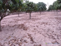 verger-de-5-573-m2-vers-notto-gouye-diama-tivaouane-small-1