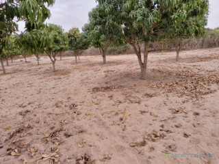 Verger de 5 573 m² vers Notto Gouye Diama Tivaouane
