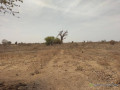 verger-de-9-hectares-vers-sindia-mbour-small-1