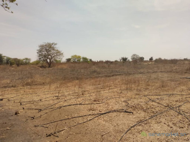 verger-de-9-hectares-vers-sindia-mbour-big-0