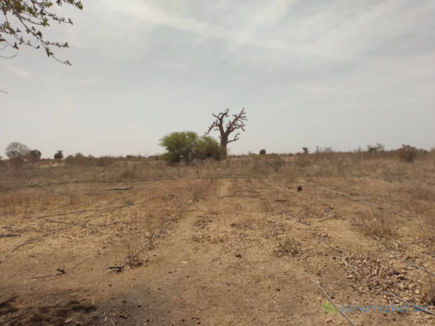 verger-de-9-hectares-vers-sindia-mbour-big-1
