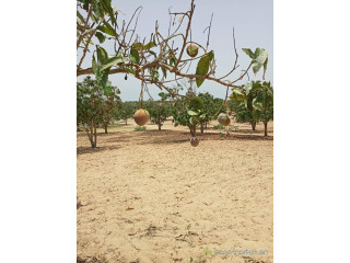 Verger de 3 hectares vers Mboro Tivaouane