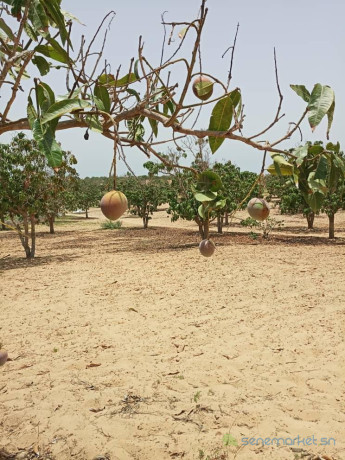 verger-de-3-hectares-vers-mboro-tivaouane-big-0