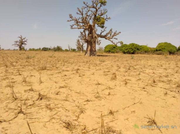 terrain-agricole-de-9942-m2-vers-sandiara-mbour-big-1