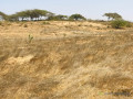 verger-de-3-hectares-vers-gandiol-saint-louis-small-0