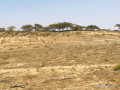 verger-de-3-hectares-vers-gandiol-saint-louis-small-1