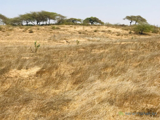verger-de-3-hectares-vers-gandiol-saint-louis-big-0