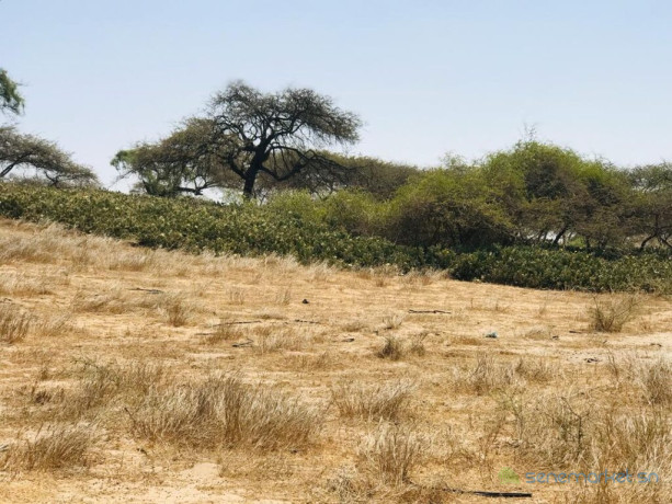 verger-de-3-hectares-vers-gandiol-saint-louis-big-2