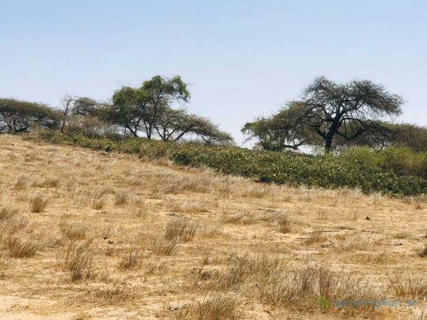 verger-de-3-hectares-vers-gandiol-saint-louis-big-3