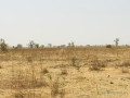 terrain-agricole-se-141-hectare-vers-ngueniene-mbour-small-0