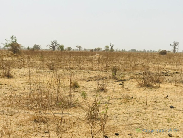 terrain-agricole-se-141-hectare-vers-ngueniene-mbour-big-2