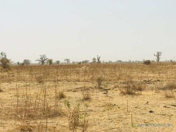 terrain-agricole-se-141-hectare-vers-ngueniene-mbour-big-0