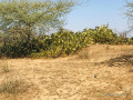 verger-de-2-hectares-vers-gandiol-saint-louis-small-2