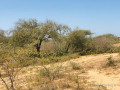 verger-de-2-hectares-vers-gandiol-saint-louis-small-1