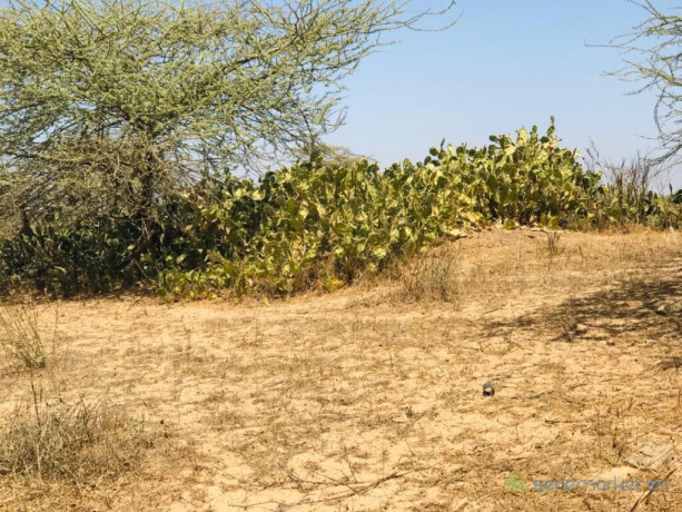 verger-de-2-hectares-vers-gandiol-saint-louis-big-2