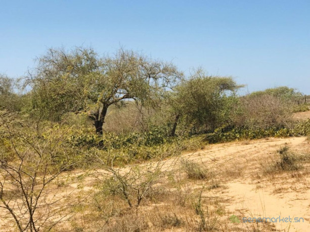 verger-de-2-hectares-vers-gandiol-saint-louis-big-1