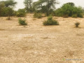 terrain-agricole-de-925-hectares-vers-keur-samba-kane-bambay-small-2