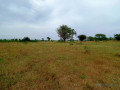 terrain-agricole-de-201-hectares-vers-tassette-thies-small-1