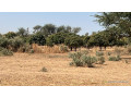 terrains-225-metres-carres-a-vendre-a-malicounda-kr-malick-ba-small-2