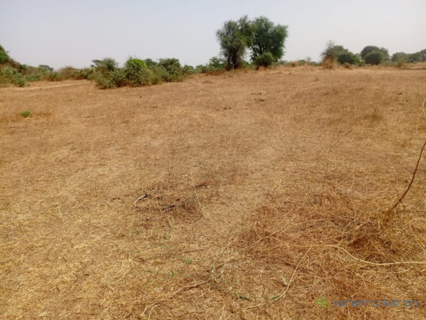 investissement-vert-234-hectares-strategique-dans-la-zone-horticole-de-notto-diobass-big-2