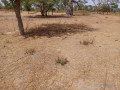 250-hectares-a-fort-potentiel-lemplacement-ideal-vers-tassette-thies-small-0