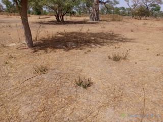 2,50 hectares à fort potentiel : lemplacement idéal vers Tassette Thiès