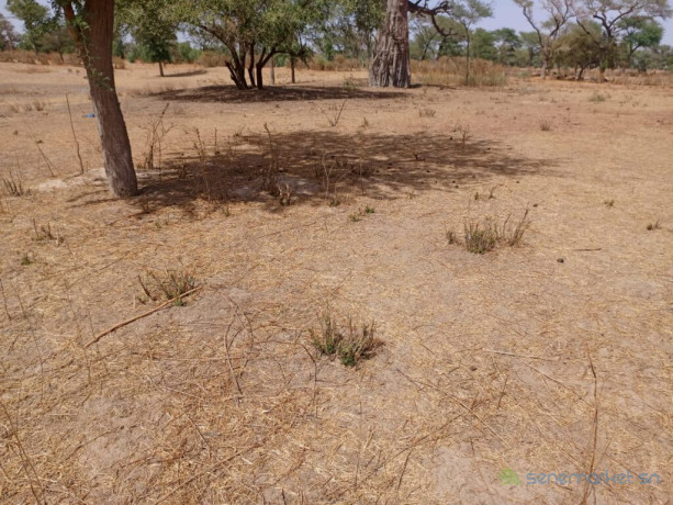 250-hectares-a-fort-potentiel-lemplacement-ideal-vers-tassette-thies-big-0
