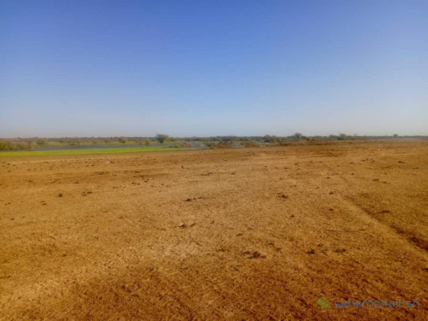 batissez-grand-sur-un-terrain-agricole-de-160-hectares-idealement-situe-vers-diama-saint-louis-big-1