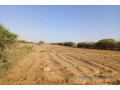 verger-de-255-hectares-vers-diama-saint-louis-small-1