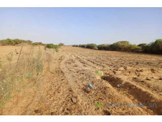 Verger de 2,55 Hectares vers Diama Saint Louis