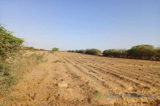 verger-de-255-hectares-vers-diama-saint-louis-big-2