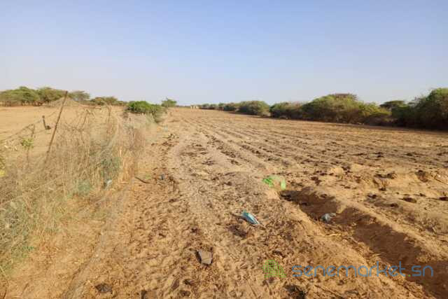 verger-de-255-hectares-vers-diama-saint-louis-big-0