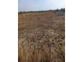 terrain-agricole-de-25-hectares-vers-diama-saint-louis-small-0