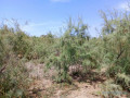 lancez-votre-projet-denvergure-429-hectares-strategiques-vers-diama-saint-louis-small-1